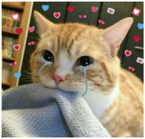 животное кошка млекопитающее