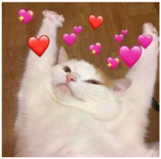 Cats - small to medium-sized cats