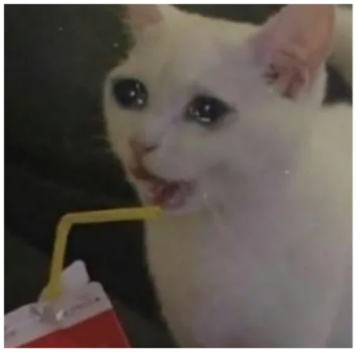 млекопитающее животное кошки малого и среднего размера