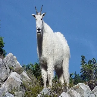 Стикер НУУУУУ ГДЕ ВРАГИ - 3