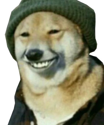 животное млекопитающее порода собак