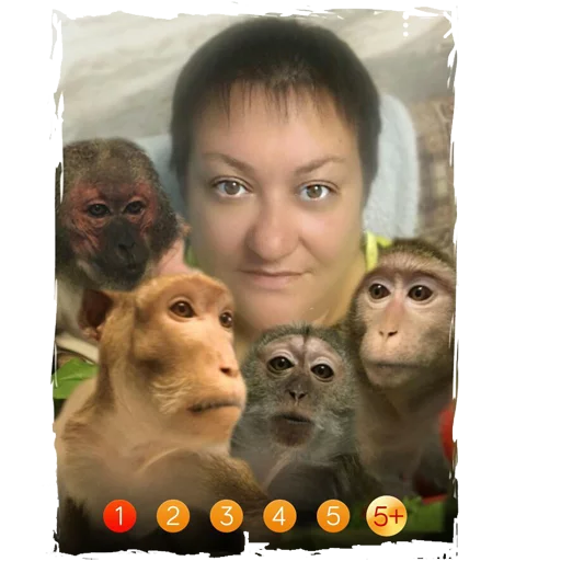 animal mammal monkey