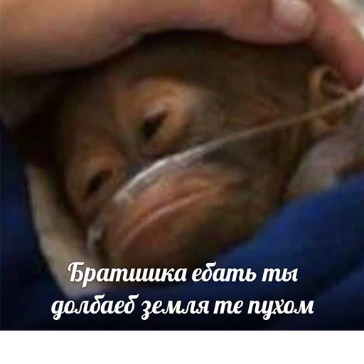 СМС животное млекопитающее