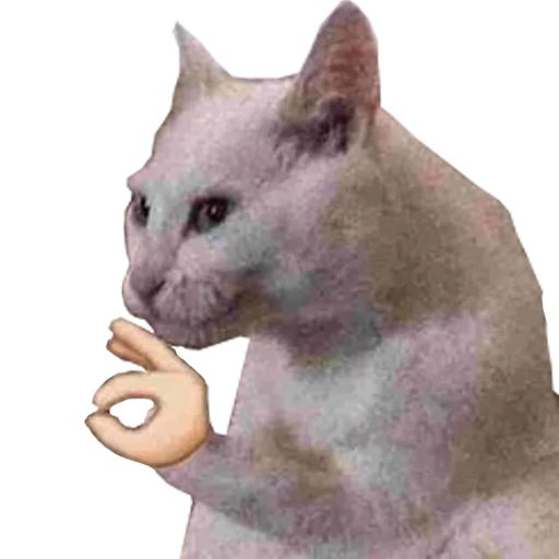 animal small to medium-sized cats mammal