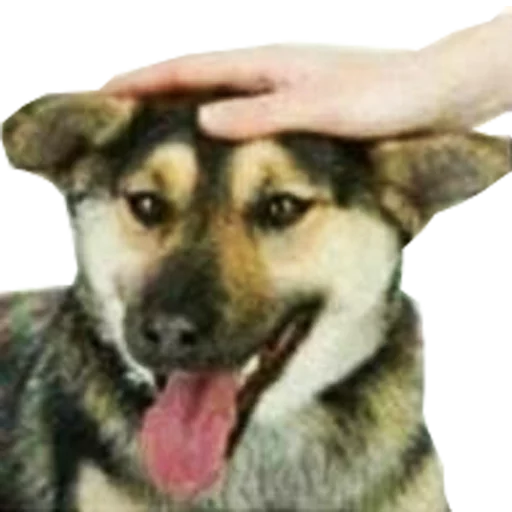 mammal animal dog breed