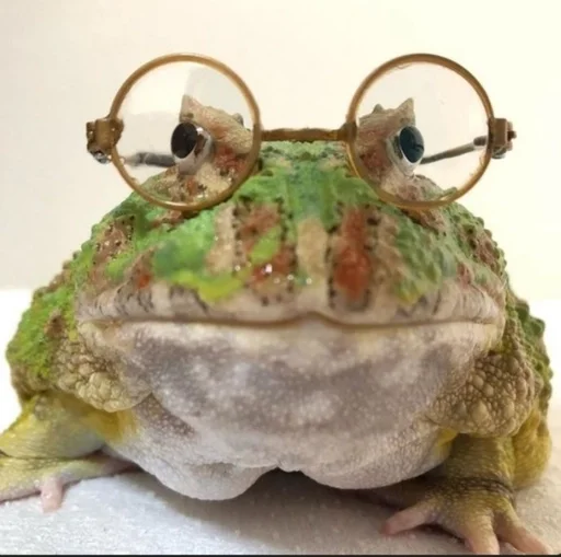 amphibian frog indoor