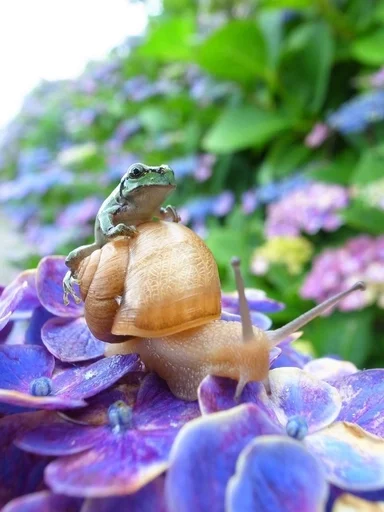 invertebrate animal outdoor