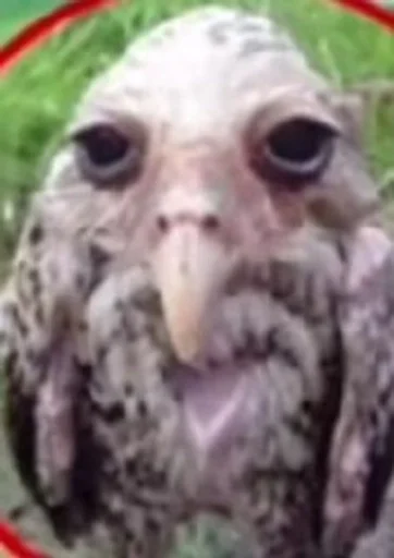animal bird owl