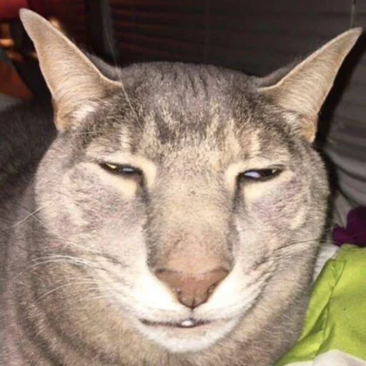 животное млекопитающее кошка