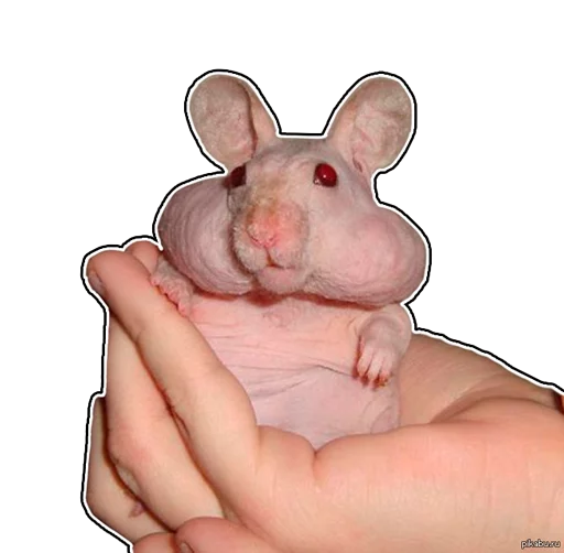 Стикер GAZUAHARDFORK - 1