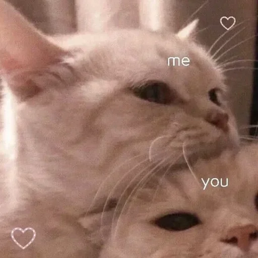 mammal animal domestic cat