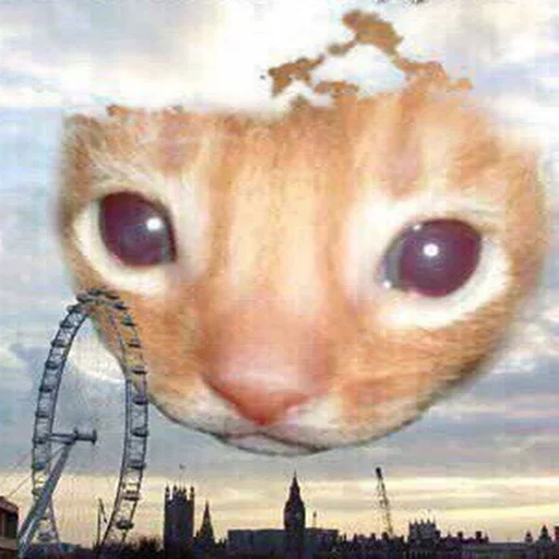 sky animal small to medium-sized cats