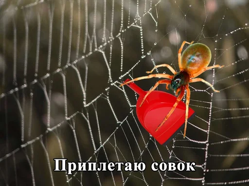 spider web web invertebrate