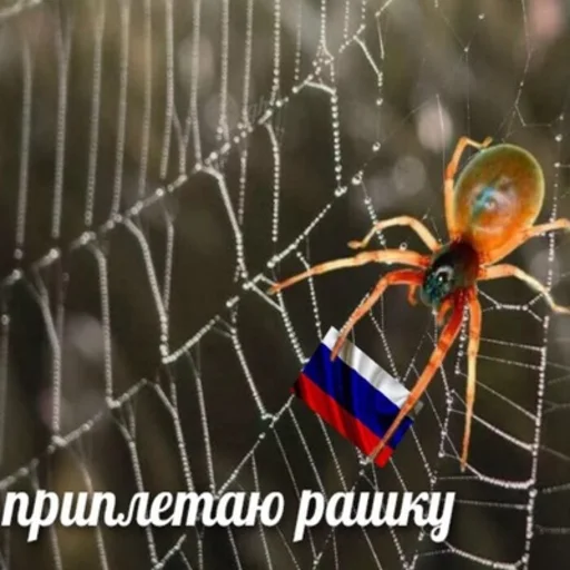 invertebrate spider spider web