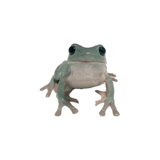 Sticker goblincore - 10