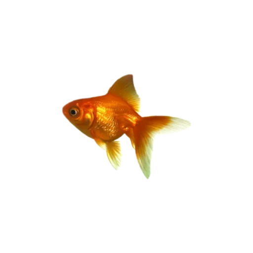 Sticker goblincore - 8