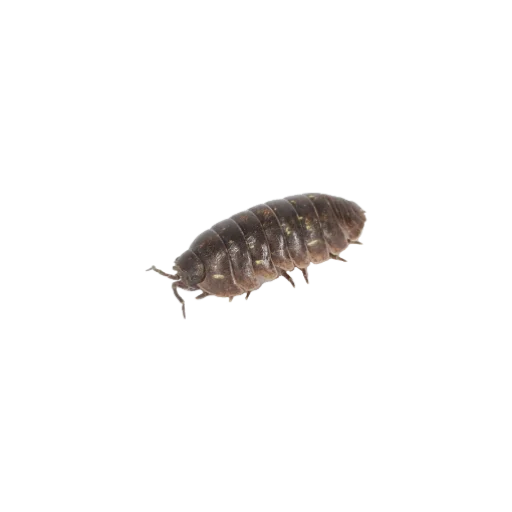 Sticker goblincore - 2