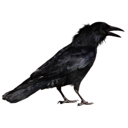 Sticker goblincore - 1