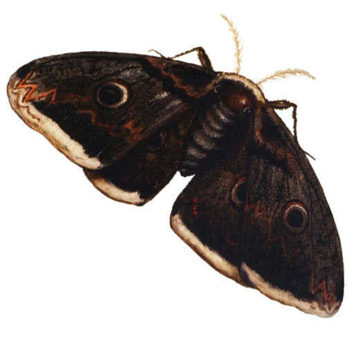 Sticker goblincore - 0