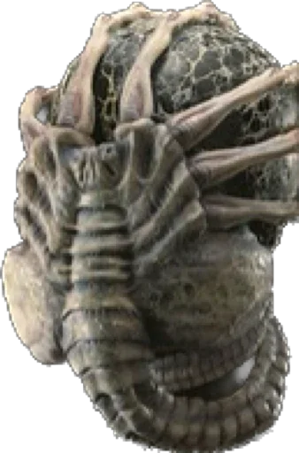 animal invertebrate arthropod