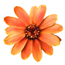 Стикер GOLDAN - 3