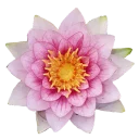 Стикер GOLDAN - 1