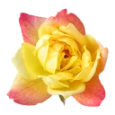 Стикер GOLDAN - 5