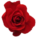 Стикер GOLDAN - 4