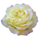 Стикер GOLDAN - 9