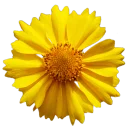 Стикер GOLDAN - 0