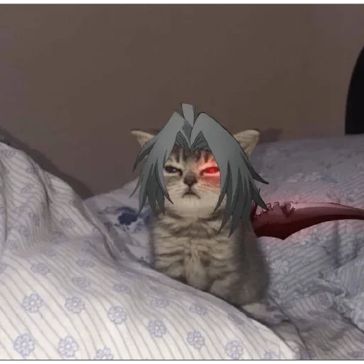 животное кошка кошки малого и среднего размера