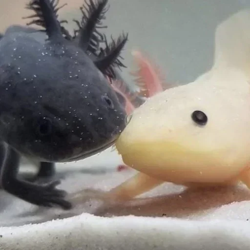 Стикер GWZgDxBhnAYwUgSZo_by_stickers_stealer_bot - 1