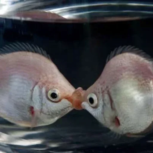 Стикер GWZgDxBhnAYwUgSZo_by_stickers_stealer_bot - 1