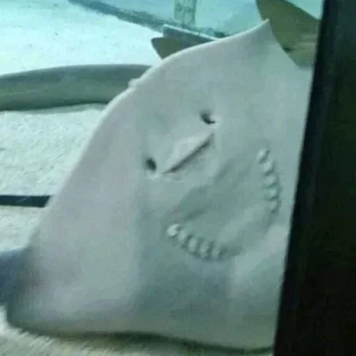 Стикер GWZgDxBhnAYwUgSZo_by_stickers_stealer_bot - 1