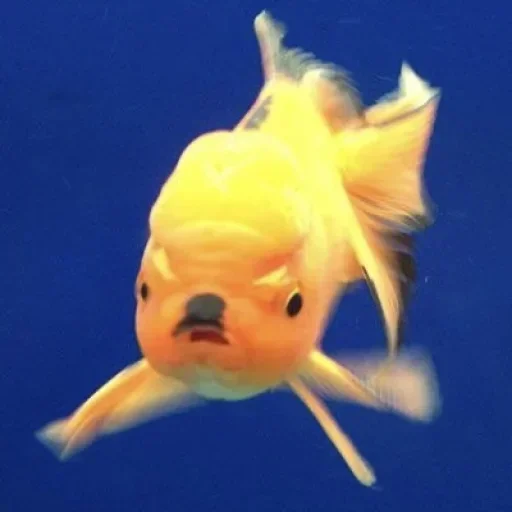 Стикер GWZgDxBhnAYwUgSZo_by_stickers_stealer_bot - 1