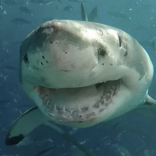 Стикер GWZgDxBhnAYwUgSZo_by_stickers_stealer_bot - 1