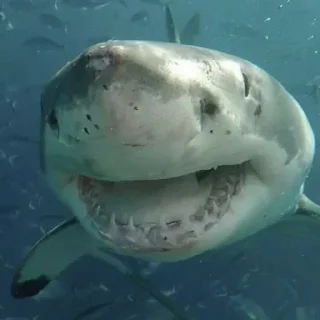 Sticker Больше стикеров: @sticerru - 1