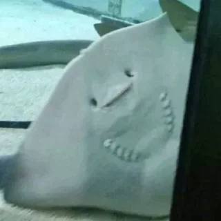 Sticker Больше стикеров: @sticerru - 3