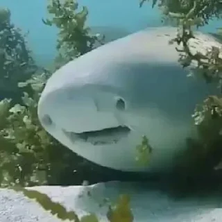 Sticker Больше стикеров: @sticerru - 4