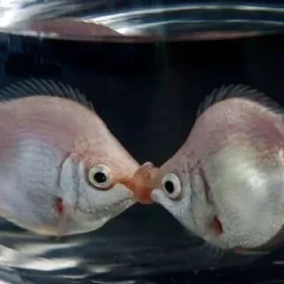 Sticker Больше стикеров: @sticerru - 7