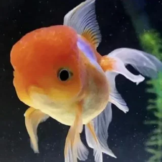 Sticker Больше стикеров: @sticerru - 5