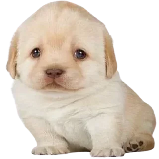 Стикер @sticksbb 🩷 <- канал со стиками - 2