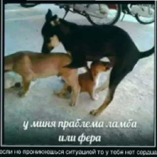 Стикер ♂️GYM♂️ʰᵘᵇ - 7