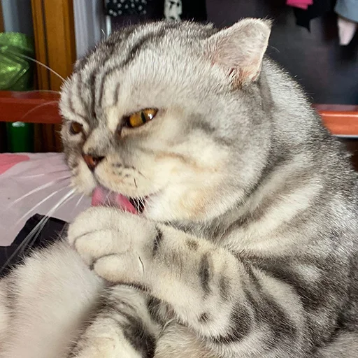 млекопитающее животное кошка