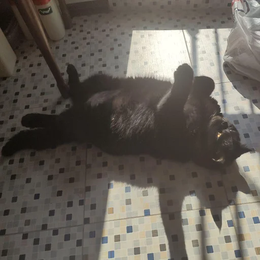 комнатный кошки малого и среднего размера кошачьи