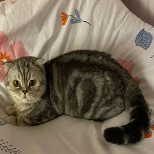 кошки малого и среднего размера животное домашняя кошка