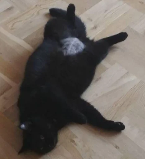 этаж комнатный чёрная кошка