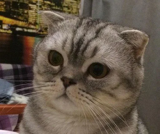 животное млекопитающее кошка