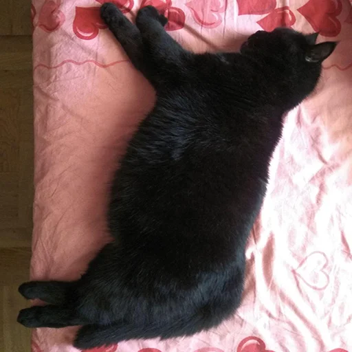 комнатный кошки малого и среднего размера чёрная кошка