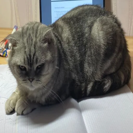 животное млекопитающее комнатный